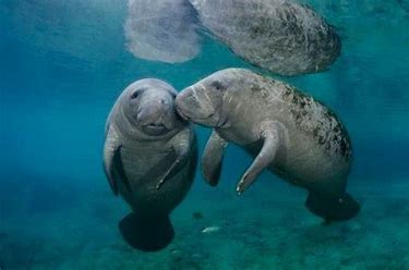 manatee2