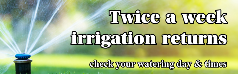 twice a week watering